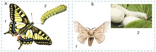 Метелики. А. Махаон: 1 - доросла особина; 2 - гусениця. Б. Шовковичний шовкопряд: 1 - доросла особина; 2 - гусениця та кокони