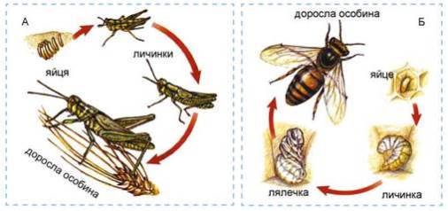 Розвиток комахи з неповним (А) і повним (Б) перетворенням