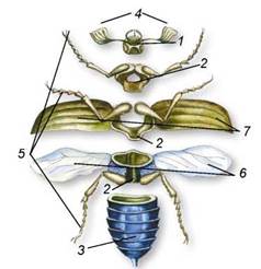 Зовнішня будова комахи: 1 - голова; 2 - груди; 3 - черевце; 4 - вусики; 5 - ноги; 6 - крила; 7 - надкрила