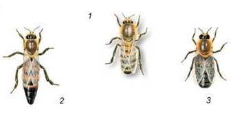 Медоносна бджола: 1 - робоча особина; 2 - матка (цариця); 3 - трутень