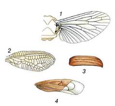 Крила комах: 1 - перетинчасті; 2 - сітчасті; 3 - надкрила; 4 - напівнадкрила (з допомогою вчителя назвіть комах, у яких вони трапляються)